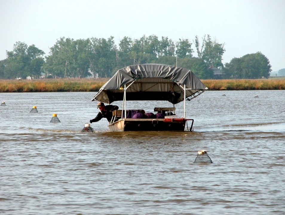 A farmer checking crawfish traps