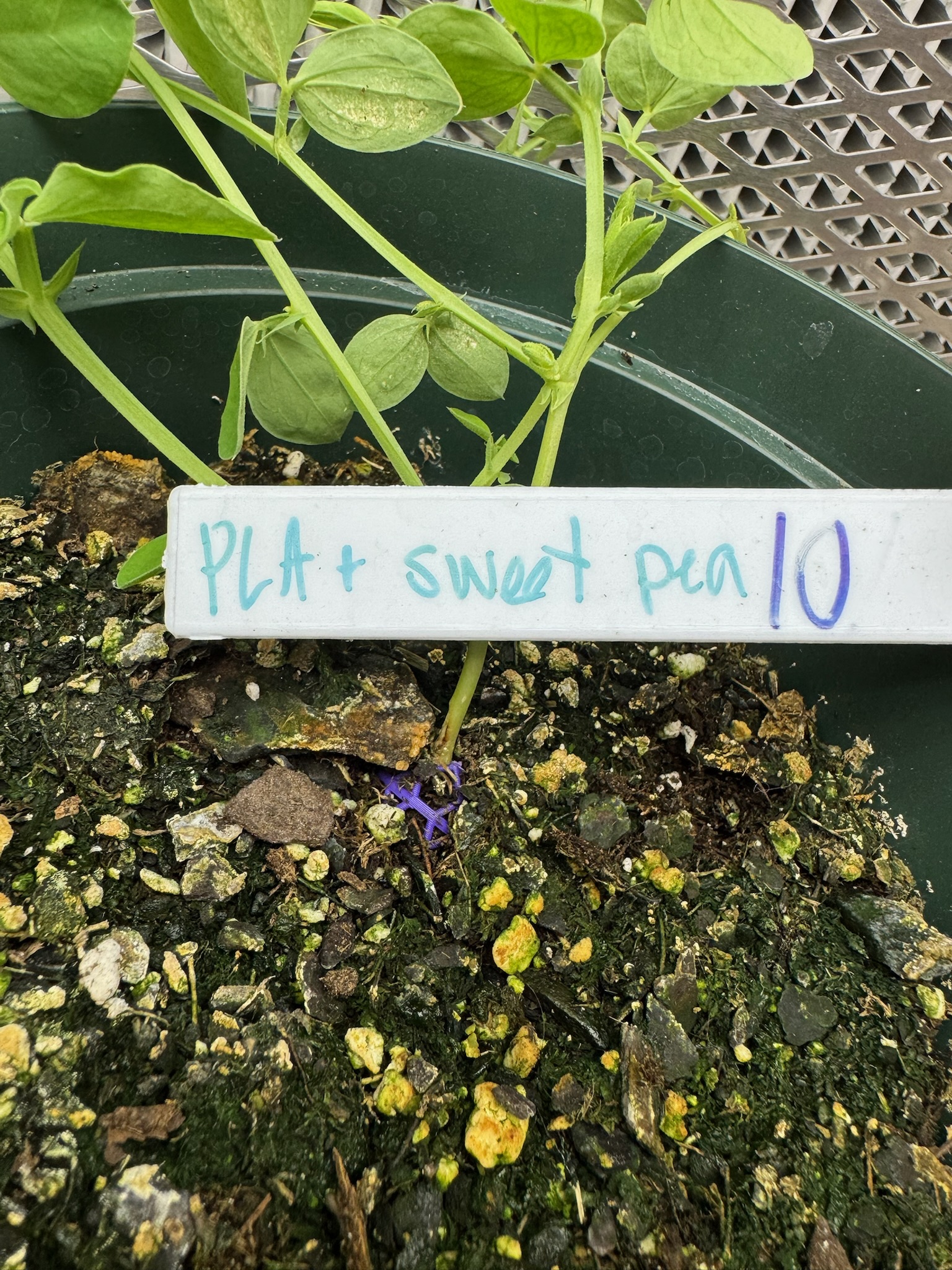 Plant growing from seed in beads