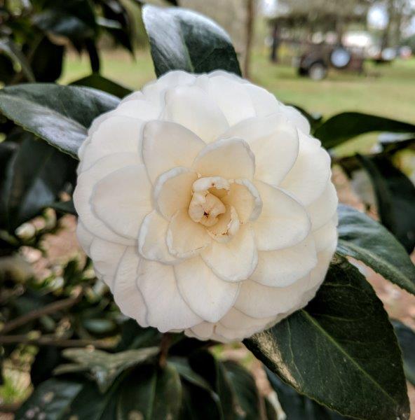 White camellia 