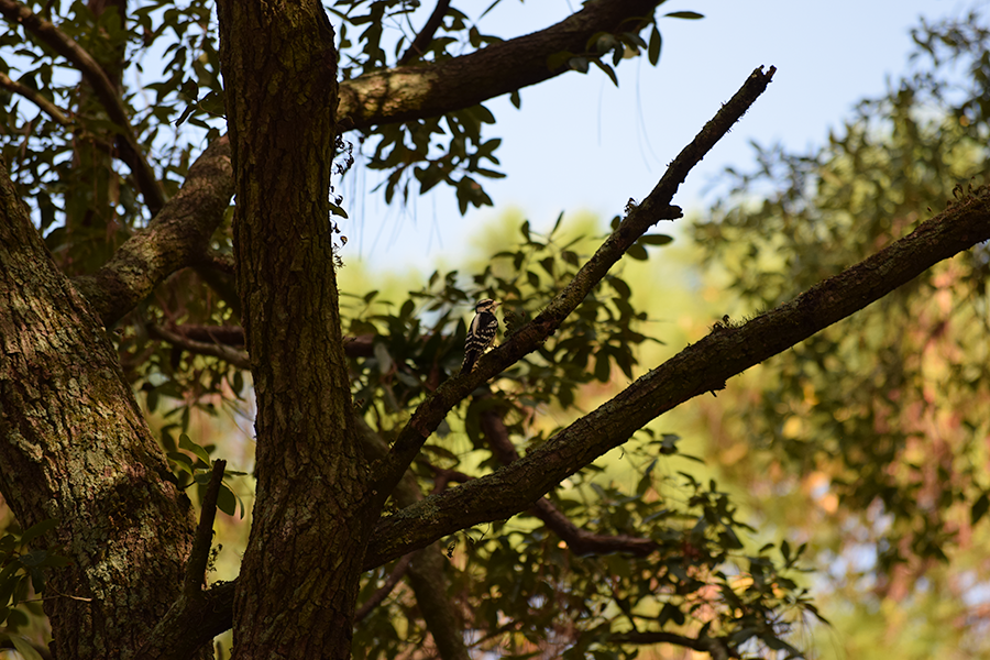 bird in tree