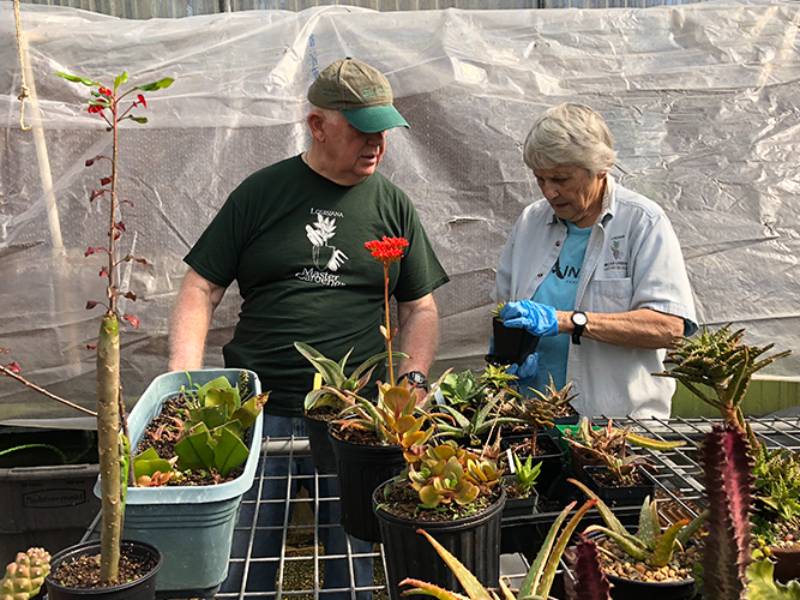 man and woman inspect succulents