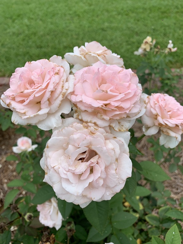 light pink flowers