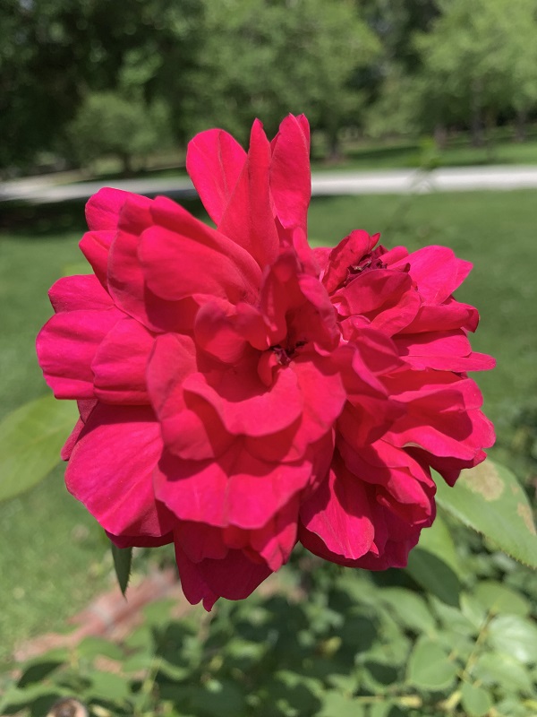 hot pink rose