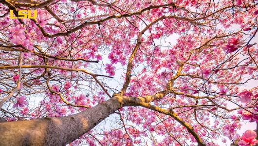 Japanese Magnolia