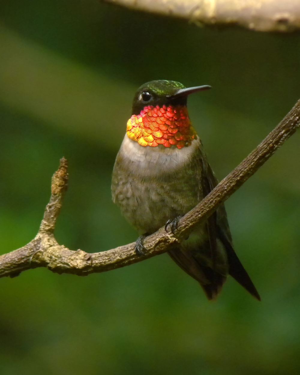 ruby throated hummingbird