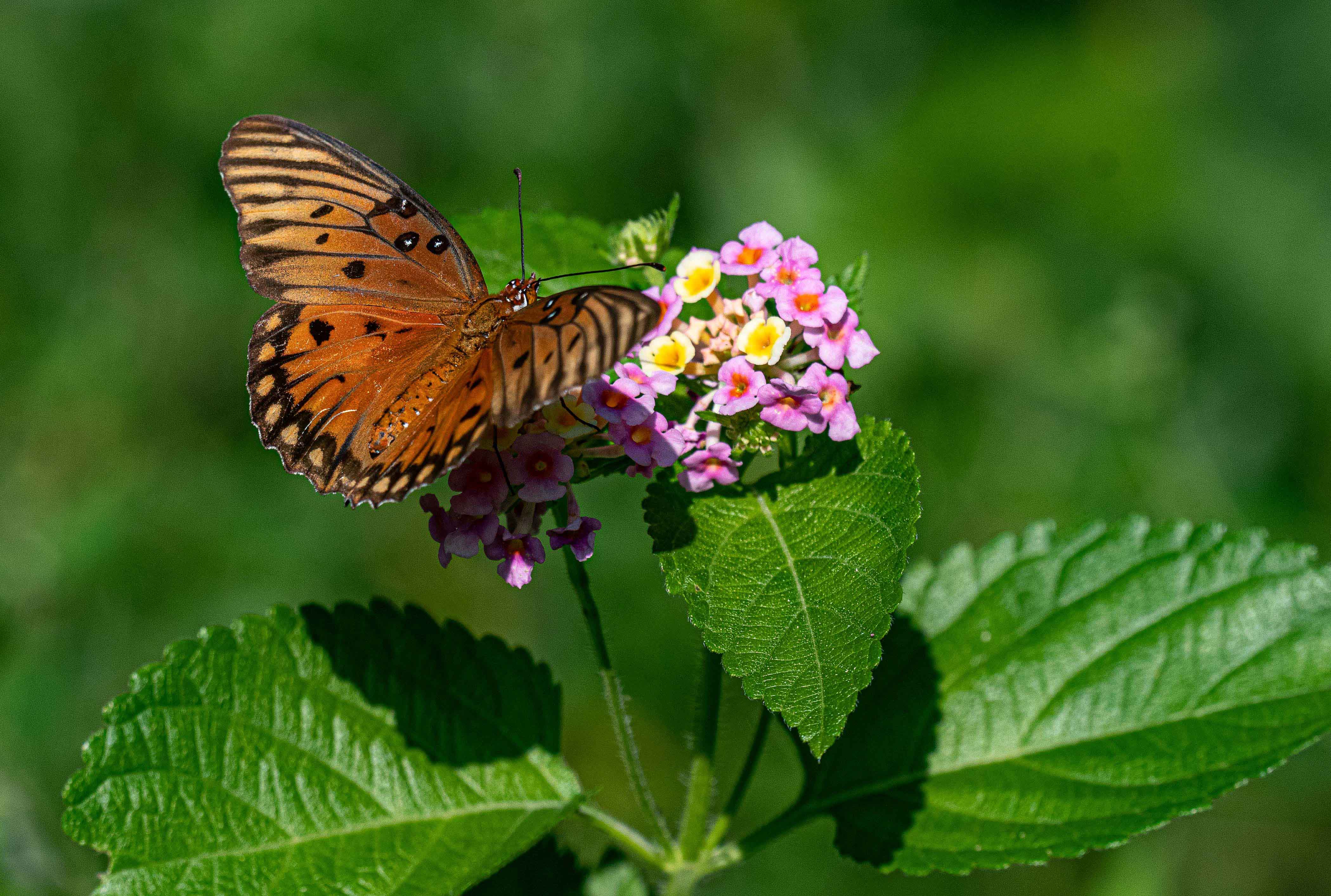 Lanata bloom with Gulf Fritillary