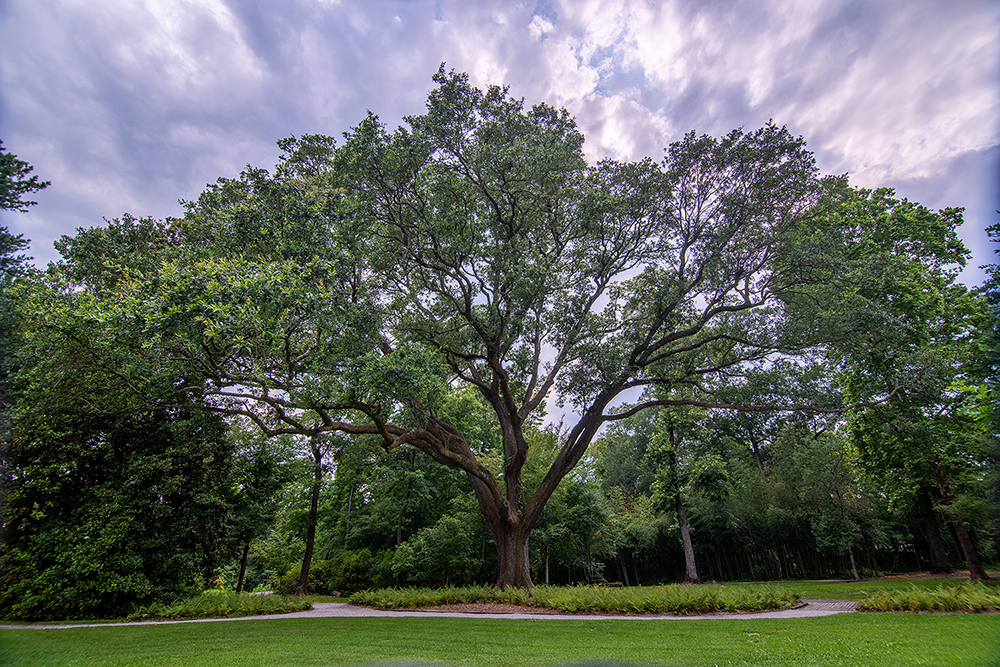 Live Oak tree at Hilltop