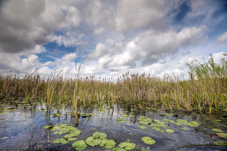 wetlands