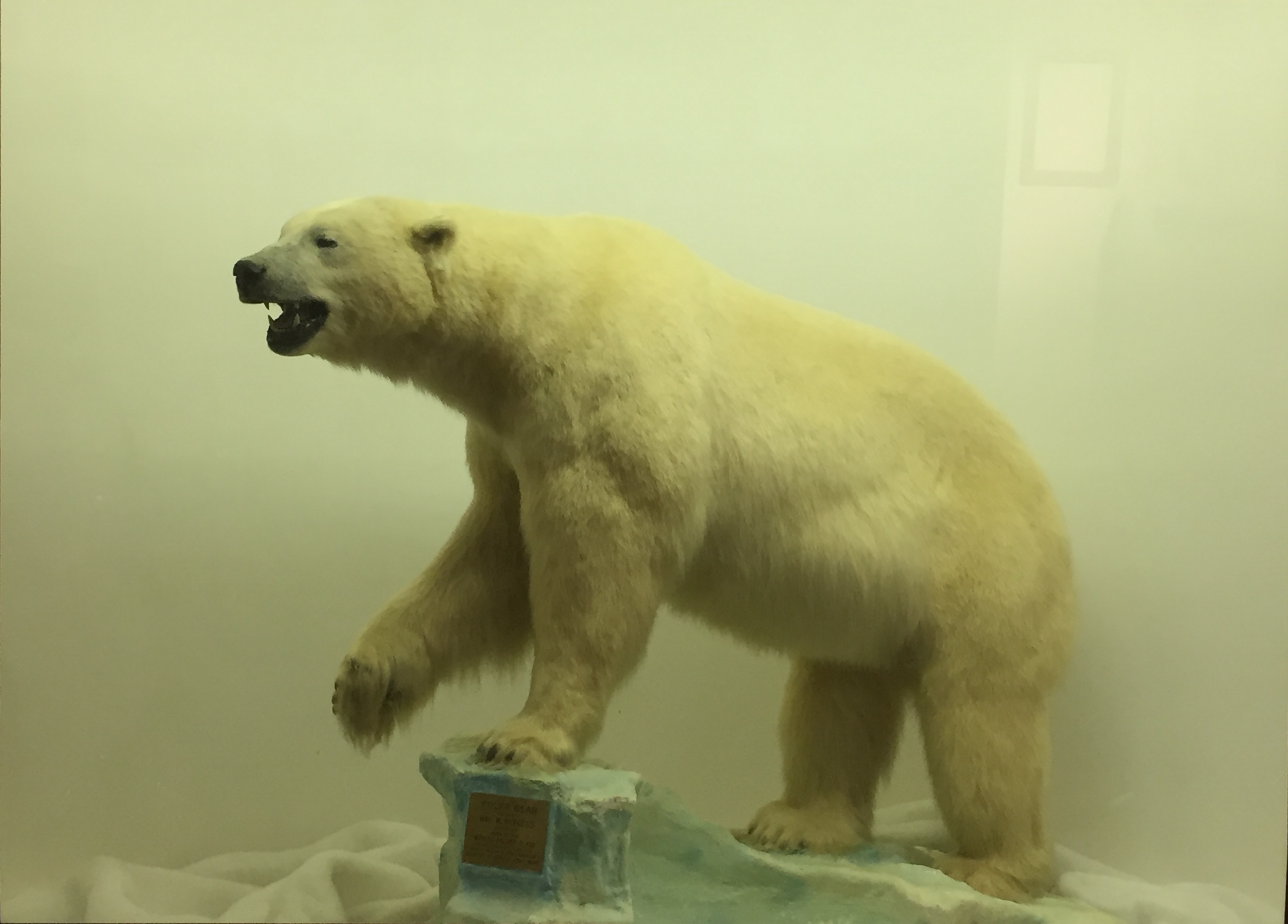 Polar bear in a museum diorama