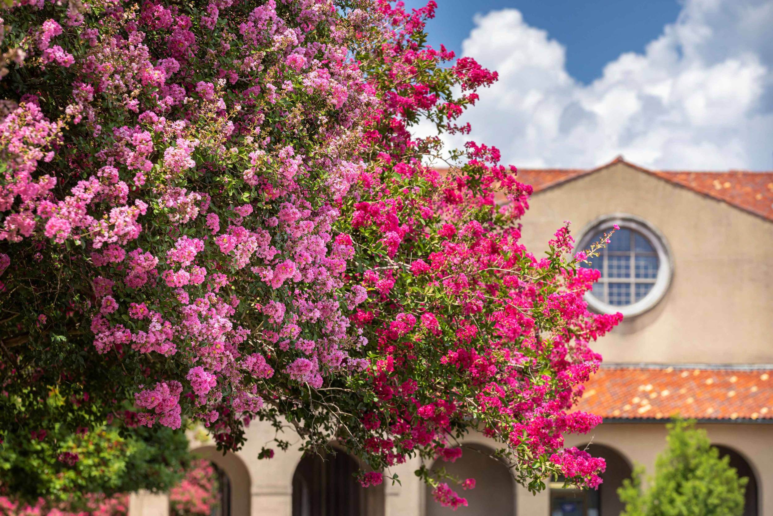 azaleas in bloom in front of Foster Hall