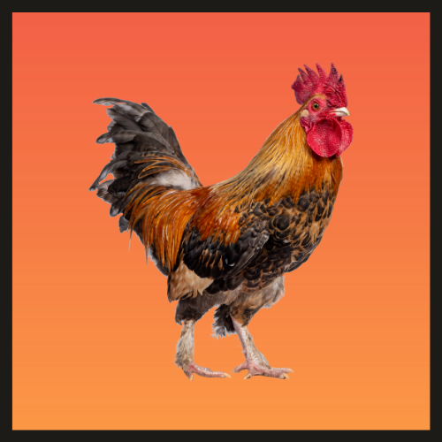 rooster