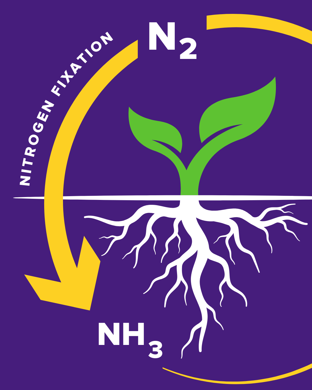 illustration of nitrogen fixation