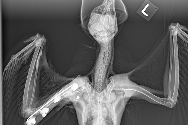 radiograph of a bird