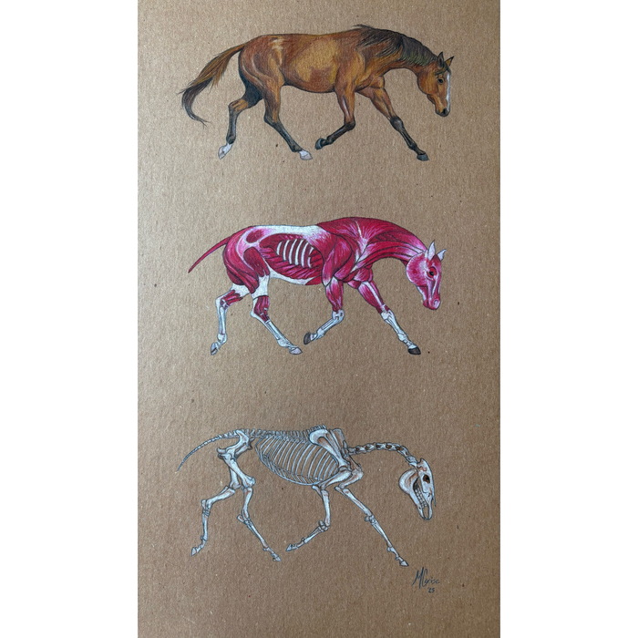 Promise in Motion image of a horse, then the same horse showing musculature, and then the bone structure