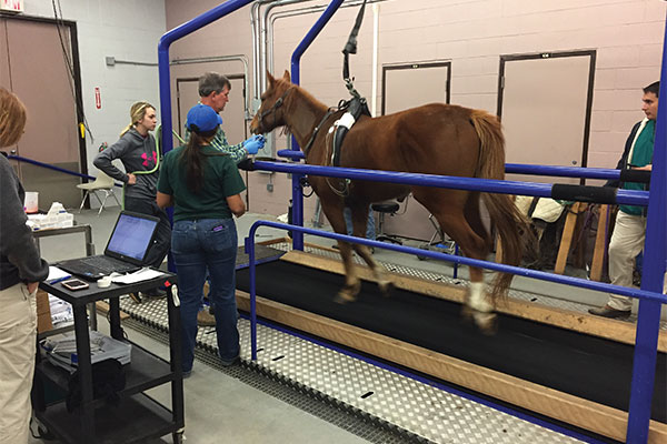 equine treadmill