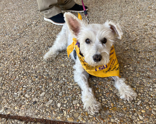 Sophie at LSU Vet Med