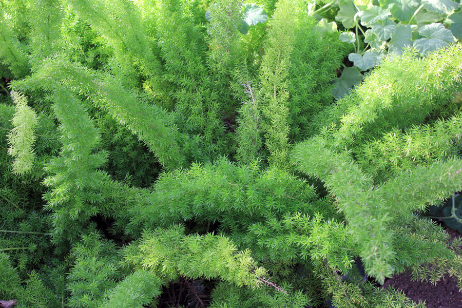 foxtail fern